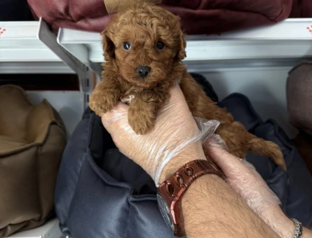 IRK GARANTİLİ TOY POODLE YAVRULARIMIZ - 5396