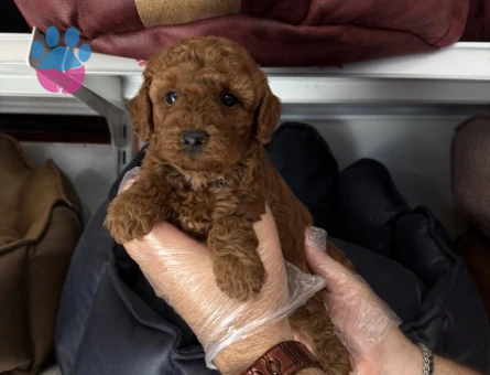 IRK GARANTİLİ TOY POODLE YAVRULARIMIZ