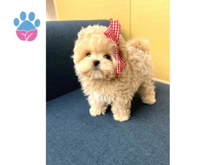 EN AKILLI VE TATLI TOY POODLE BEBEKLERIMIZ