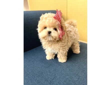 EN AKILLI VE TATLI TOY POODLE BEBEKLERIMIZ - 5401