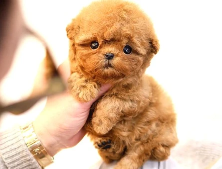 TOY POODLE YAVRULARIM Kore - 5402