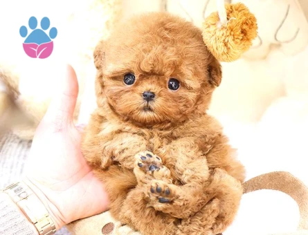 TOY POODLE YAVRULARIM Kore
