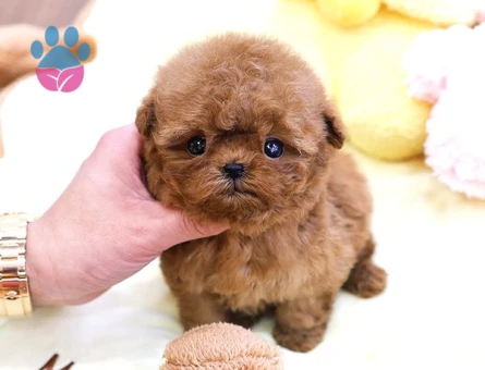 TOY POODLE YAVRULARIM Kore