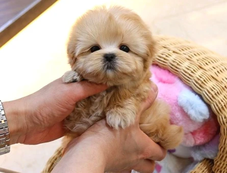 Kore TOY POODLE BEBEKLERİM - 5406