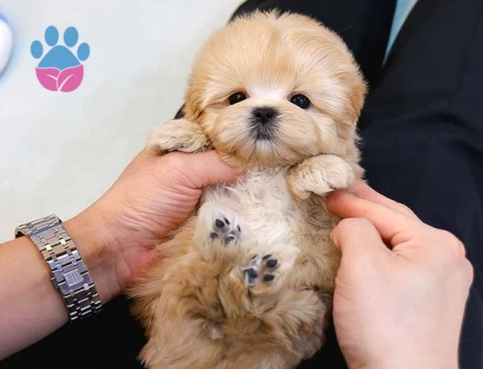 Kore TOY POODLE BEBEKLERİM