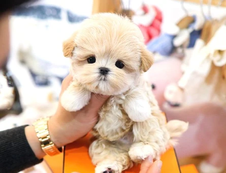 TOY POODLE bebek - 5408