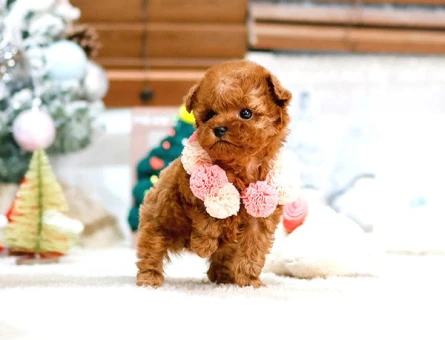 Toy Poodle Sevimli Yavrularımız Mikro Poodle bekleriz - 5410
