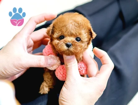 Toy Poodle Sevimli Yavrularımız Mikro Poodle bekleriz