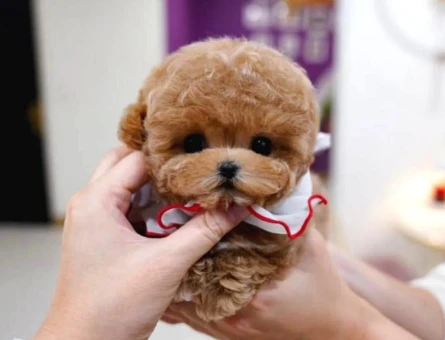 Kore Bebek Poodle - 5411