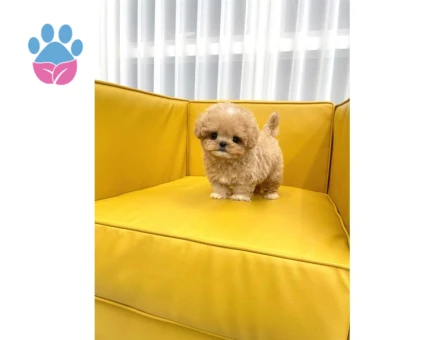 Kore Cins Poodle Yavrularımız Hazır