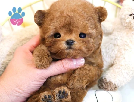 2 Aylık Çocuk Dostu Poodle Bebek Yavrular