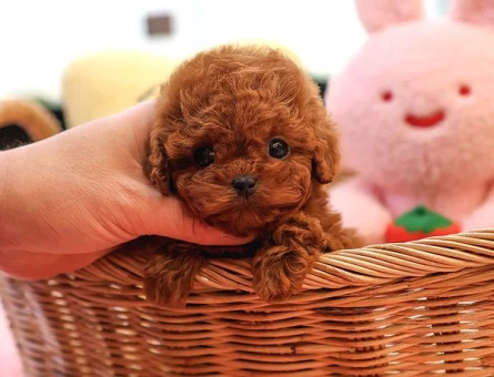 Yeni Yuvaları İçin Dünya Tatlısı Poodle Yavrular - 5419