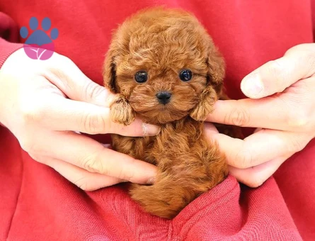 Yeni Yuvaları İçin Dünya Tatlısı Poodle Yavrular