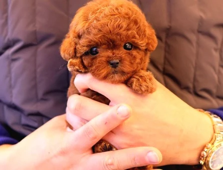 Eşi Benzeri Yok Mükemmel Kalite Toy Poodle Yavrular - 5421