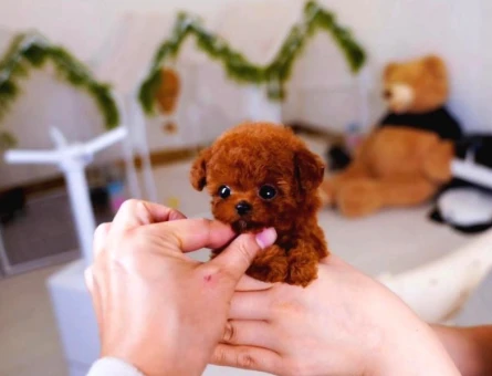 Dünya harikası geldi Toyo Poodle bebek - 5422