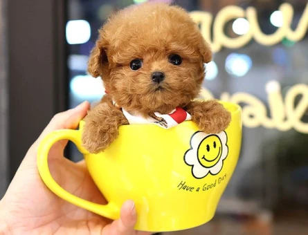 Bebek yüzlü Yavrularımız Mükemmel Poodle - 5423