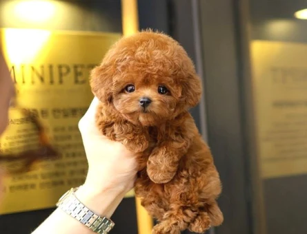 Toy Poodle Kore bebeklerimiz - 5424