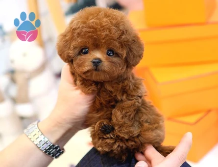 Toy Poodle Kore bebeklerimiz