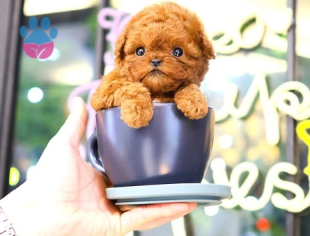 KOREAN TOY POODLE YAVRULARIM