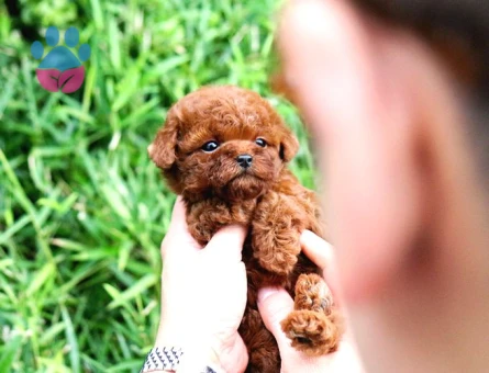 Ayi Surat Sevi̇mli̇ Toy Poodle Yavrular