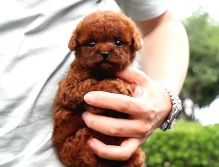 Ayi Surat Sevi̇mli̇ Toy Poodle Yavrular - 5427