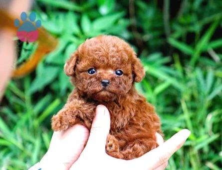 Ayi Surat Sevi̇mli̇ Toy Poodle Yavrular