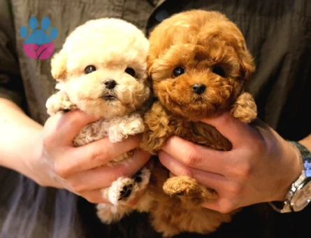 Sevecen Toy Poodle Mi̇nnaklar - 5429
