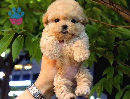 Sevecen Toy Poodle Mi̇nnaklar