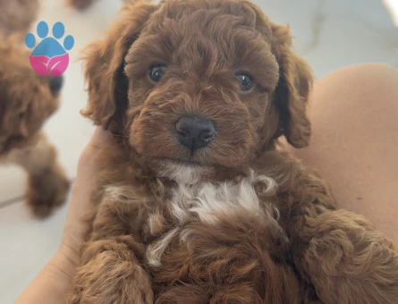 Toy poodle Dişi Köpeğime Yuva Arıyorum - 7046