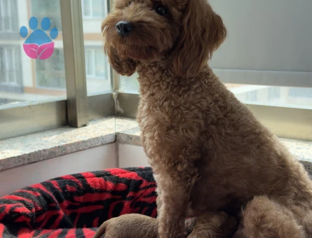 Toy poodle Dişi Köpeğime Yuva Arıyorum - 7046 - Görsel 3