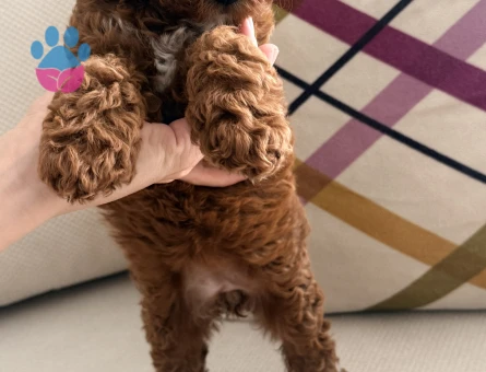 Toy poodle Dişi Köpeğime Yuva Arıyorum - 7046 - Görsel 4