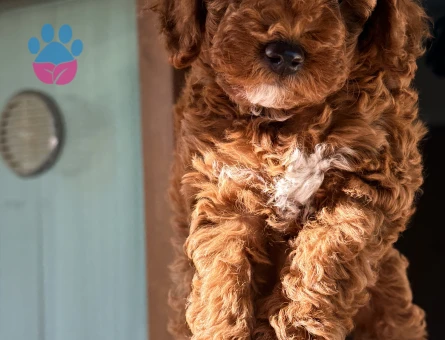 Toy poodle Dişi Köpeğime Yuva Arıyorum - 7046 - Görsel 5