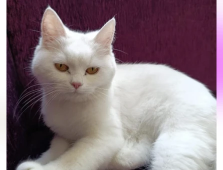 British Shorthair 1 Yaşında Yuva Arıyor - 7047