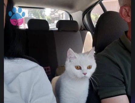British Shorthair 1 Yaşında Yuva Arıyor - 7047 - Görsel 3