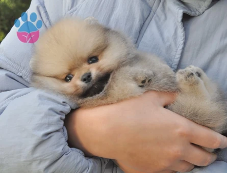 Pomeranianboo Teddy Bear Mini Yavrularımız - 7049 - Görsel 3