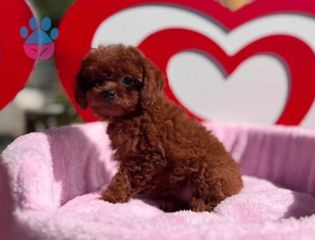 Toy Poodle Safkan En Mini Kore Yavrularımız - 7050