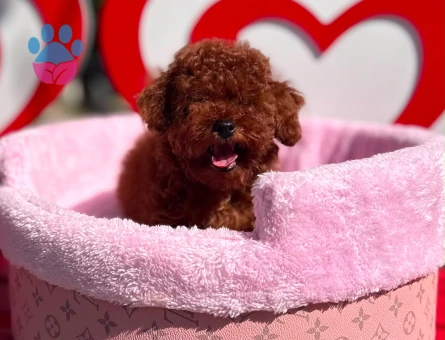 Toy Poodle Safkan En Mini Kore Yavrularımız - 7050 - Görsel 5