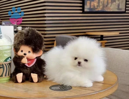 Boo Pomeranian Ayıcık Surat Ultra Mini Yavrularımız - 7051 - Görsel 3