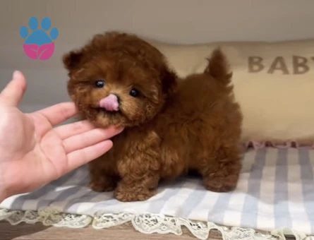 Toy Poodle Ultra Mini Kore Yavrularımız - 7052 - Görsel 3