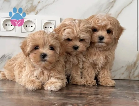 Maltipoo En küçük Boy Yavrularımız - 7053 - Görsel 3
