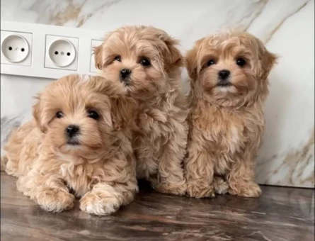 Maltipoo En küçük Boy Yavrularımız - 7053