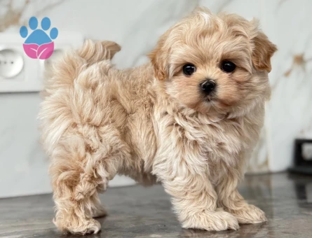 Maltipoo En küçük Boy Yavrularımız - 7053 - Görsel 5