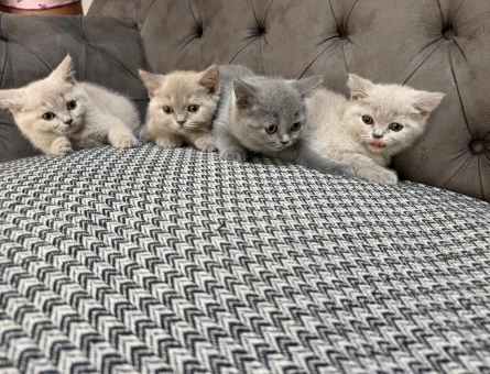 British Shorthair 2 Aylık Yavrular Dişi ve Erkek - 7056