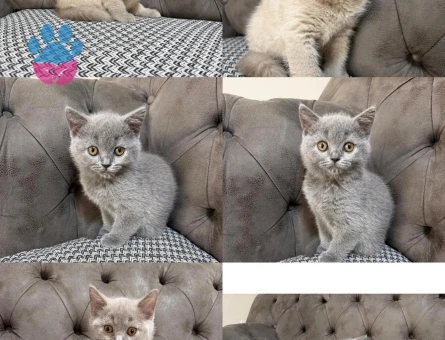 British Shorthair 2 Aylık Yavrular Dişi ve Erkek - 7056 - Görsel 3