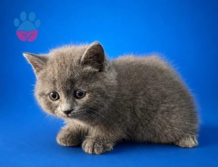 2 Aylık Tuvalet Eğitimli British Shorthair - 7058 - Görsel 2