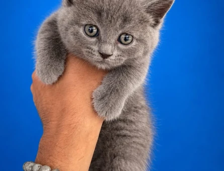 2 Aylık Tuvalet Eğitimli British Shorthair - 7058