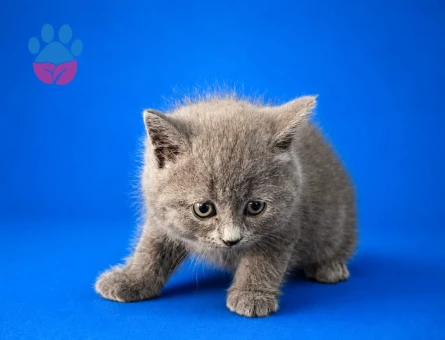 2 Aylık Tuvalet Eğitimli British Shorthair - 7058 - Görsel 4