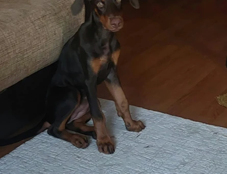 Yavru Kızıl Kahve Doberman - 7059