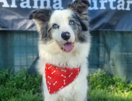 En Zeki Irk Border Collie Yavrularımız - 7062