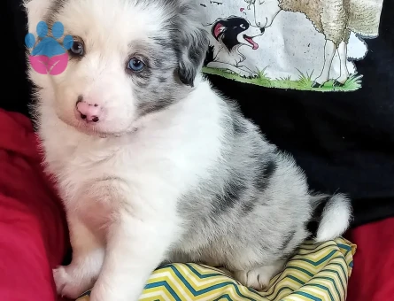 En Zeki Irk Border Collie Yavrularımız - 7062 - Görsel 3